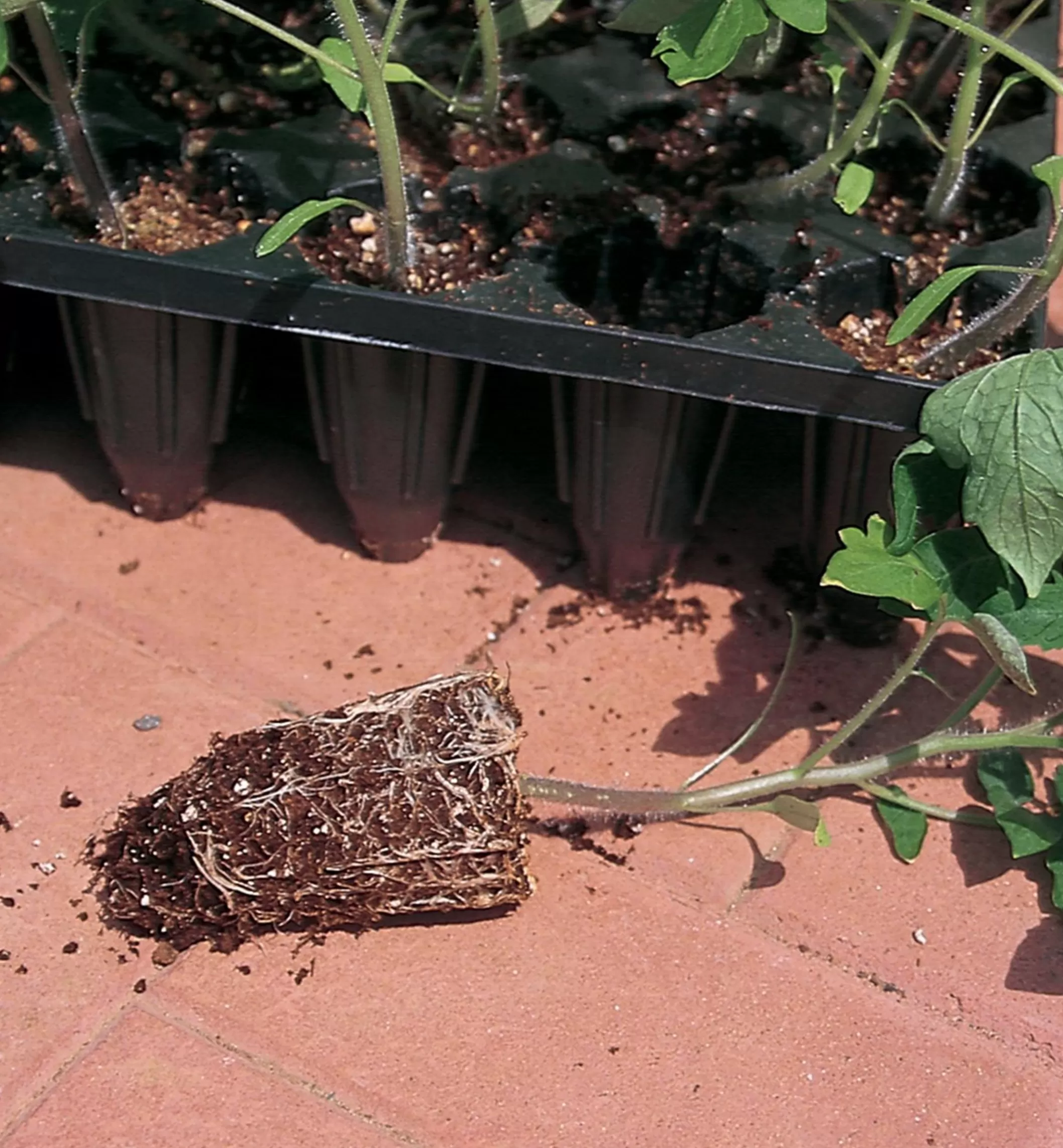 Online Lee Valley Deep-Root Seed Starters