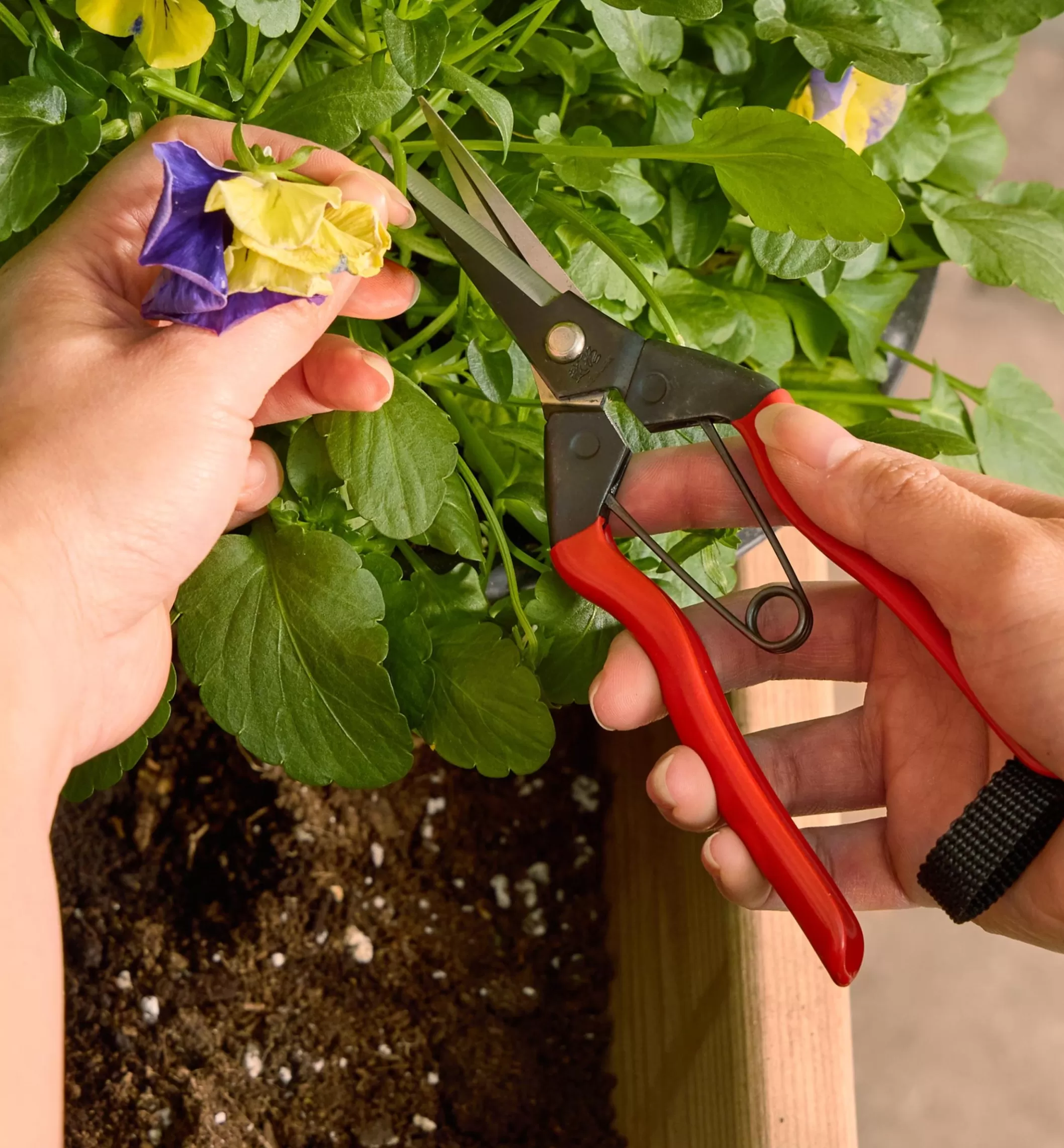 Hot Lee Valley Garden Snips