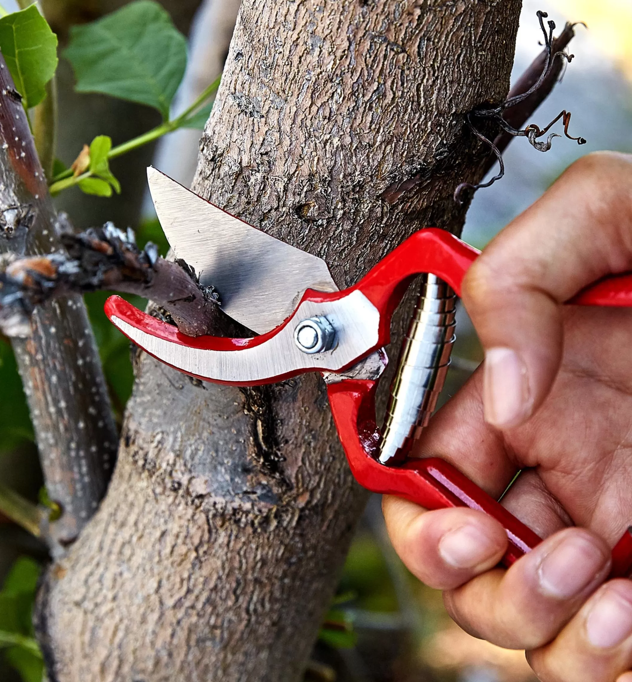 Shop Lee Valley General-Purpose Pruner & Shears Set