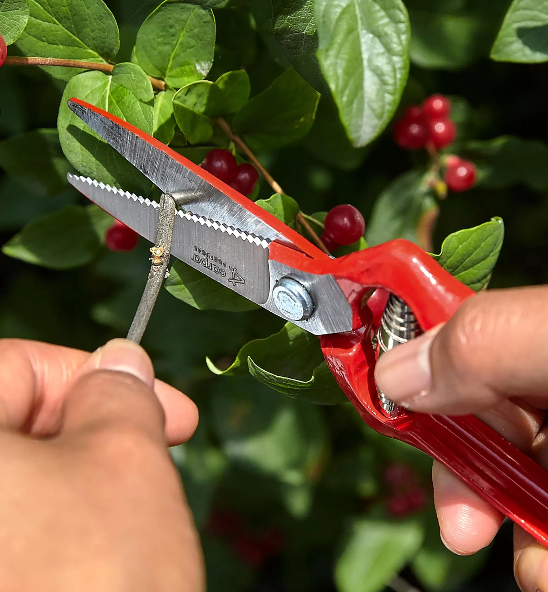 Shop Lee Valley General-Purpose Pruner & Shears Set