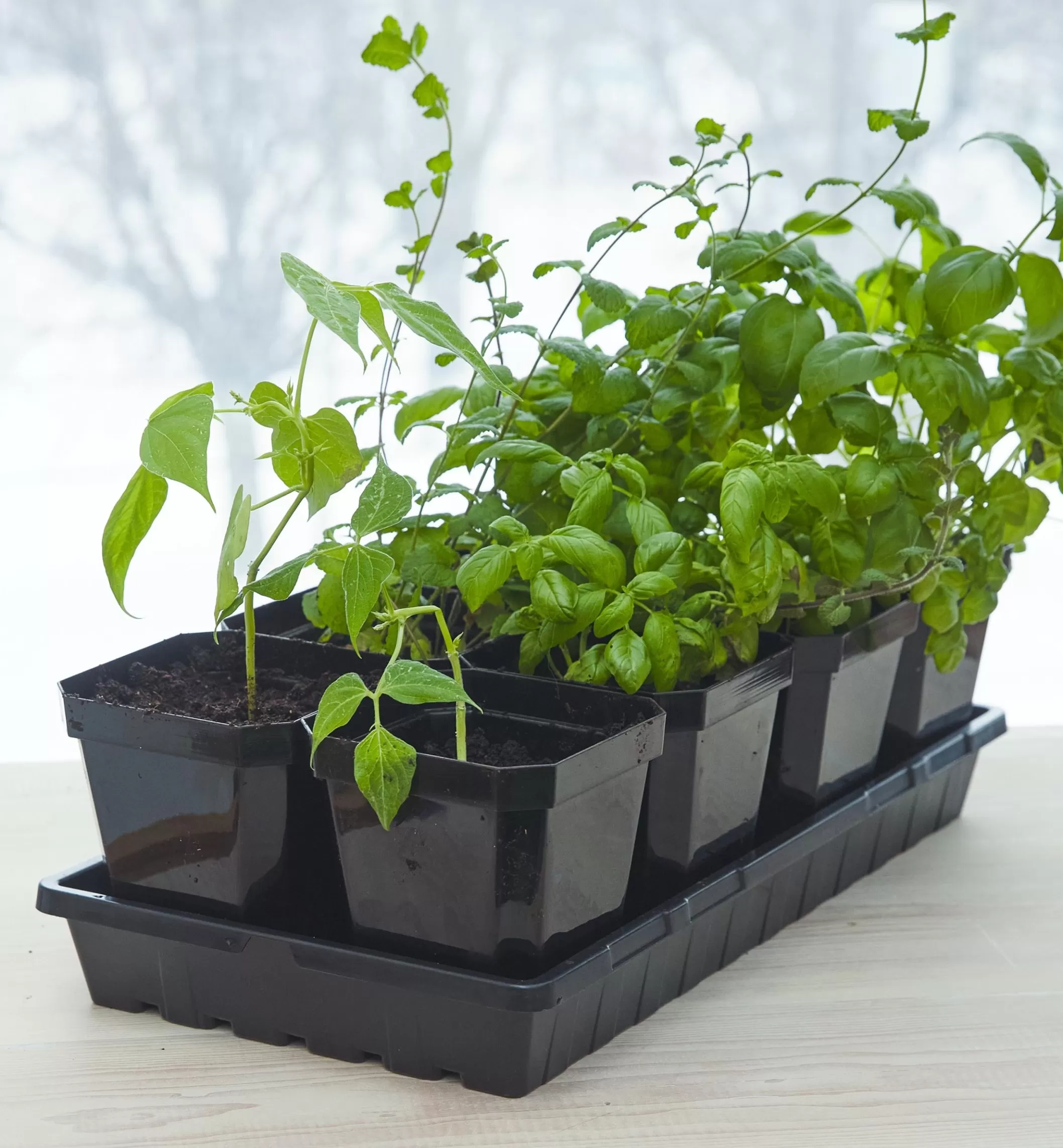 Fashion Lee Valley Propagation Tray