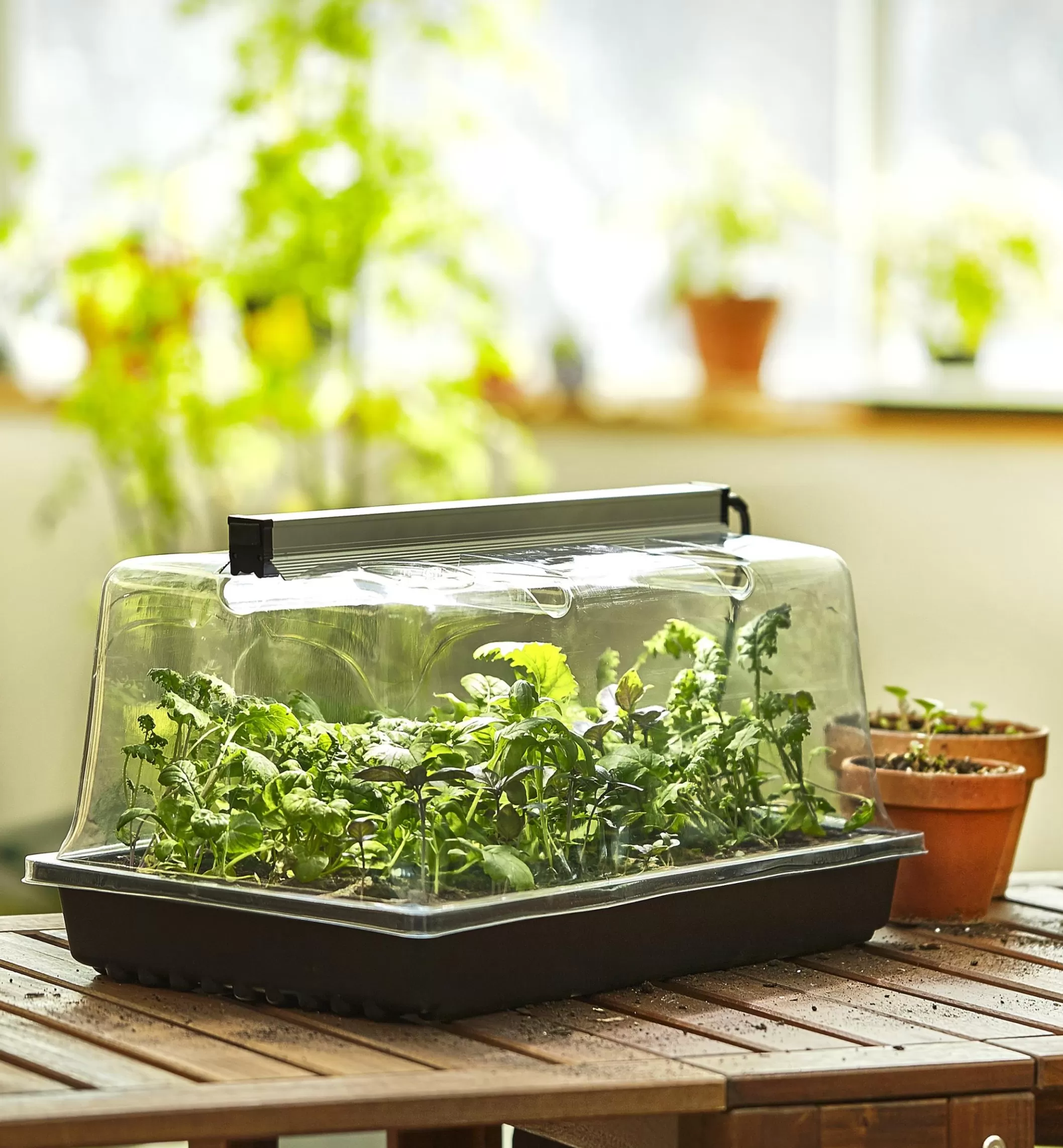 Store Lee Valley Propagation Tray, Dome, Grow Light & Timer Set