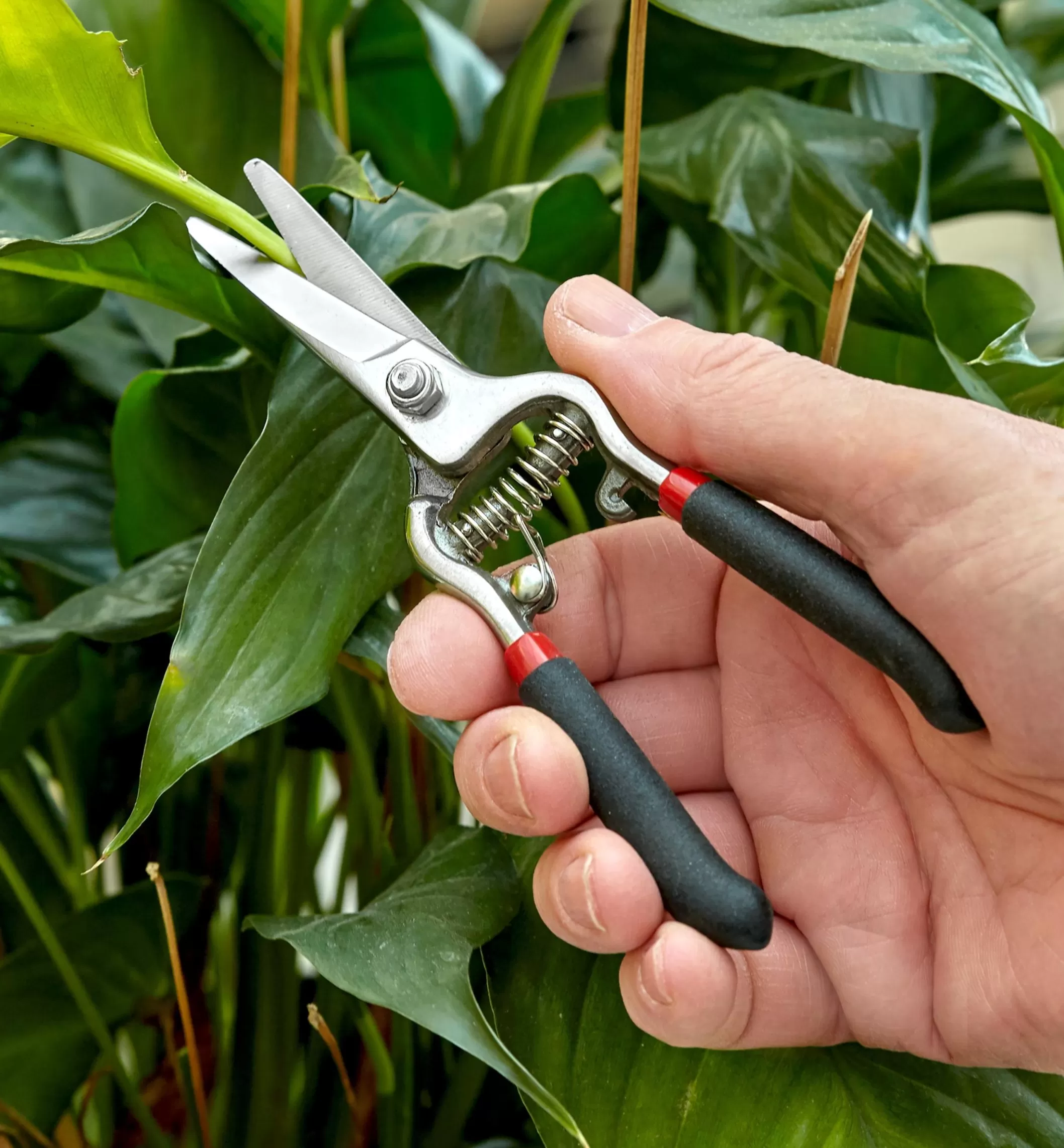 Outlet Lee Valley Stainless-Steel Pruning Shears
